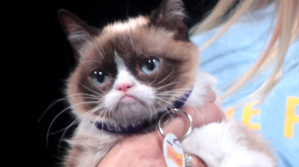 Blast from the Past: Grumpy Cat: From Viral Fame to Cultural Icon | Web Designer Depot