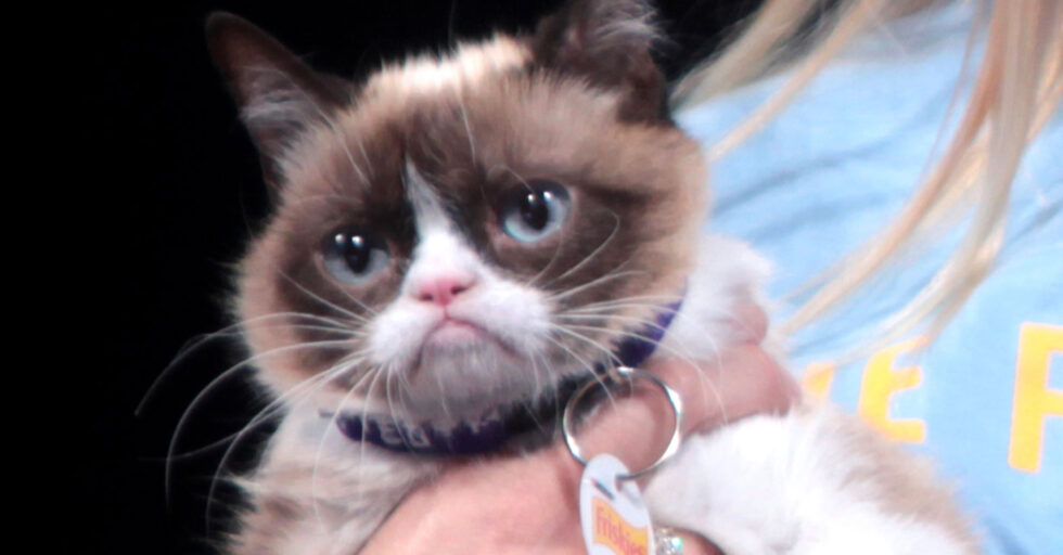 Blast from the Past: Grumpy Cat: From Viral Fame to Cultural Icon | Web Designer Depot